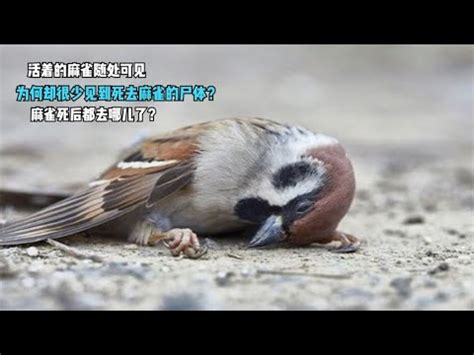 看到死掉的麻雀